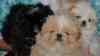 Фото щенки пекинеса девочки с документами в разделе ДОМ, СЕМЬЯ, Щенки, собаки