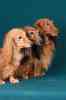 Фото Продаются щенки длинношерстной миниатюрной ТАКСЫ. в разделе ДОМ, СЕМЬЯ, Щенки, собаки
